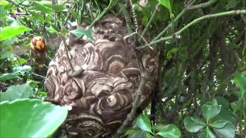 須賀川市で生垣に作ったスズメバチの巣