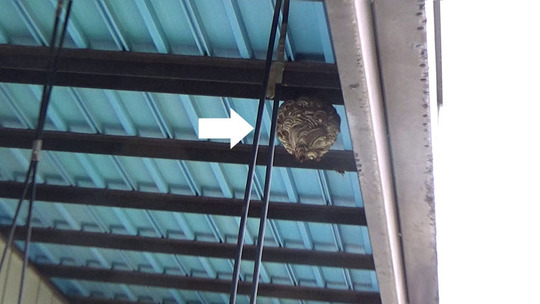 郡山市でコガタスズメバチ駆除の現場