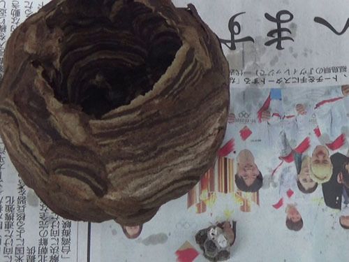 撤去したキイロスズメバチの巣（白河市）