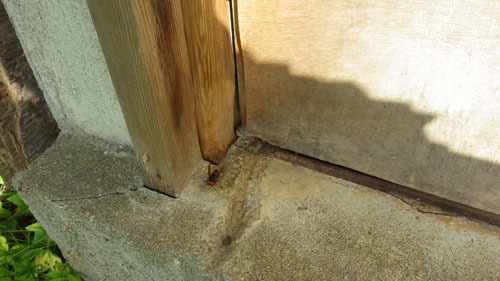 スズメバチの巣への出入り口（郡山市）