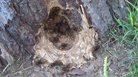 郡山市でモンスズメバチ駆除の現場