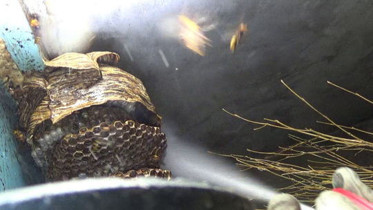 スズメバチの巣に殺虫剤を噴射（郡山市）