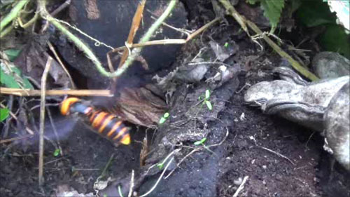 福島県三春町で土中のオオスズメバチの巣