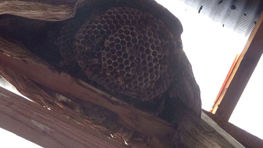 物置の天井に作ったモンスズメバチの巣