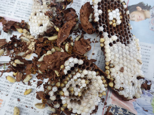 駆除した換気口のキイロスズメバチの母巣（二本松市）