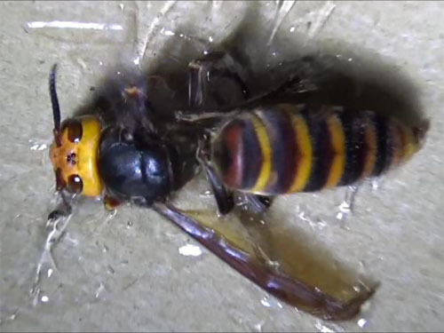 福島市でスズメバチ駆除 逆トックリ型の蜂の巣が物置の軒下にある 福島市でスズメバチ駆除 逆トックリ型の蜂の巣が物置の軒下にある