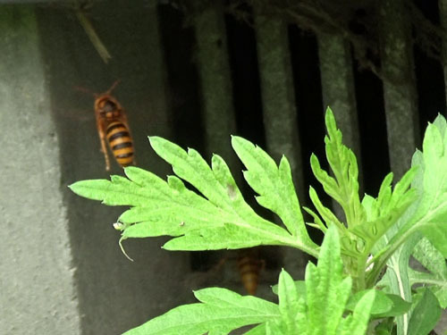 床下の通気口にキイロスズメバチ（本宮市）