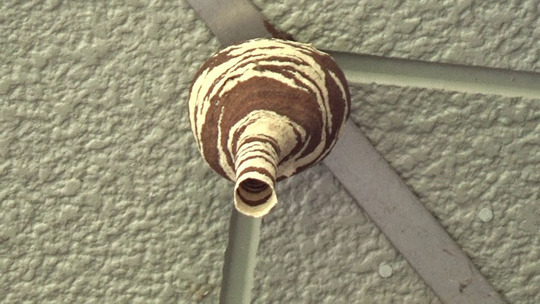 コガタスズメバチの初期巣（須賀川市）