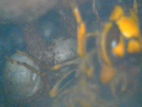 ファイバースコープで見たスズメバチの巣(福島市)