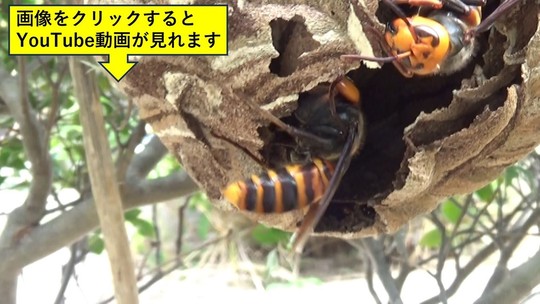 スズメバチ vs オオスズメバチ（郡山市）
