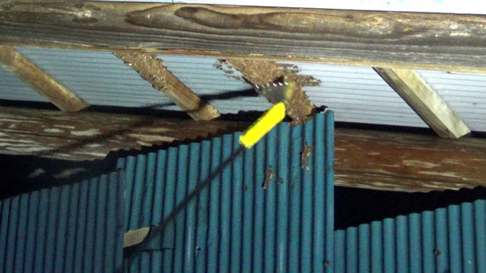 巣の残渣を削り取る作業（石川町）