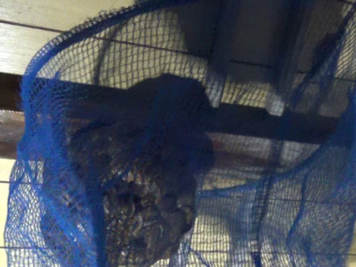 キイロスズメバチの巣を撤去（大玉村）