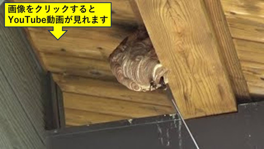 磐梯町で小学校校舎の軒下に作ったスズメバチの巣