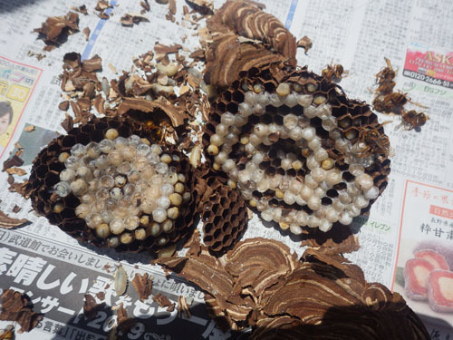 駆除したスズメバチの巣（中島村）