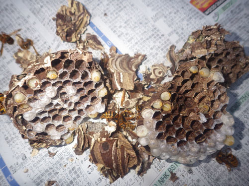 撤去したスズメバチの巣（郡山市）