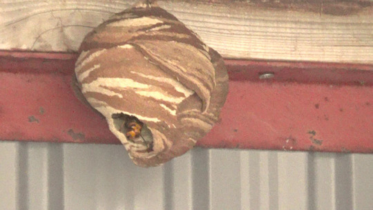 コガタスズメバチの巣