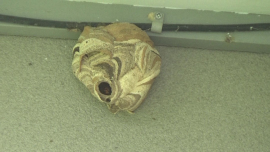 軒下のキイロスズメバチの巣