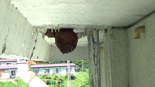 高所の軒下に作られたキイロスズメバチの巣