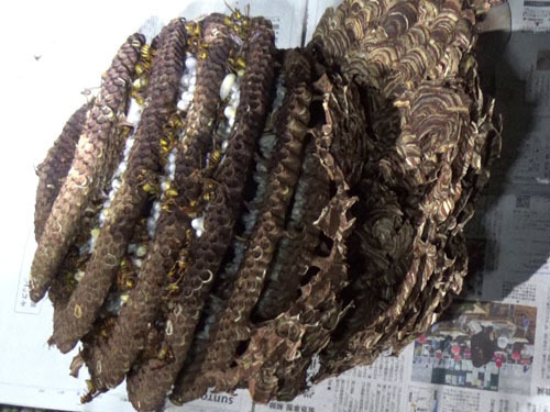 駆除したキイロスズメバチの巣（郡山市）