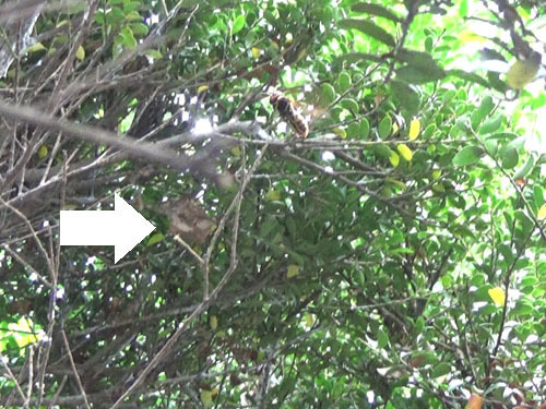 コガタスズメバチの巣の撤去跡（伊達市）