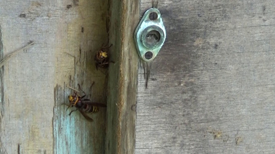 スズメバチの出入口は、倉庫の引き戸の隙間（郡山市）