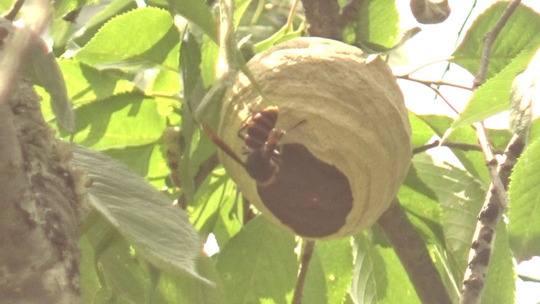 サクラの木に作ったコガタスズメバチの巣