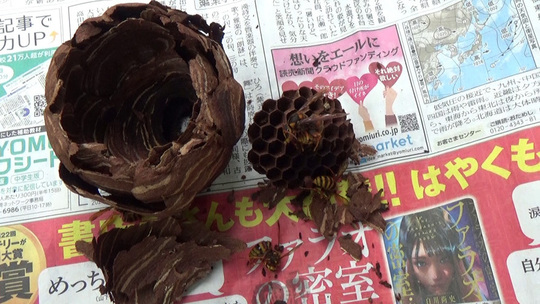 スズメバチ駆除-三春町役場から駆除要請された蜂の巣の解体