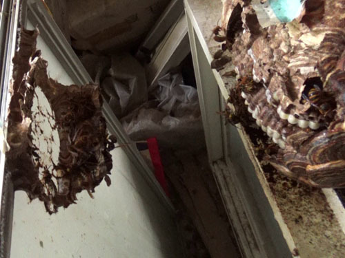 スズメバチの巣を取り出す（田村市）