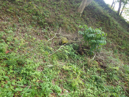 田村市でオオスズメバチ駆除の現場