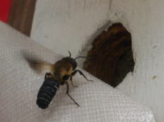 オオハキリバチの特徴