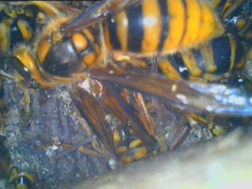 スズメバチの巣をファイバースコープで発見（田村市）