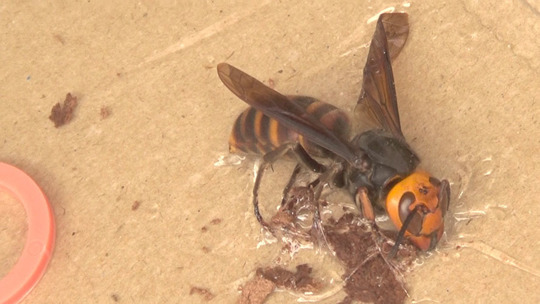 粘着板で捕虫した女王蜂