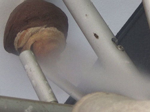 コガタスズメバチの巣の駆除作業（郡山市）