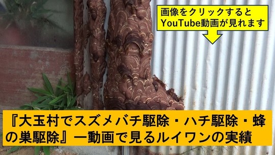 大玉村でのハチ駆除の実績動画