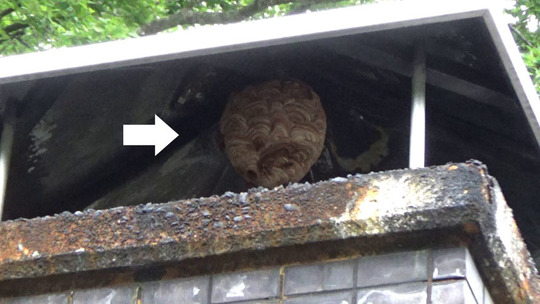 煙突に作ったキイロスズメバチの巣