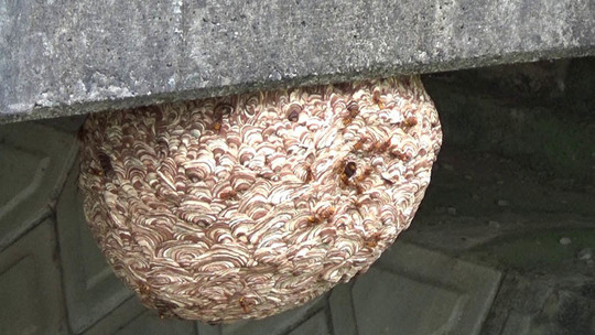 福島県浅川町で橋の下に作った巨大なスズメバチの巣