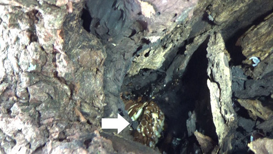 樹洞のモンスズメバチの巣の本体