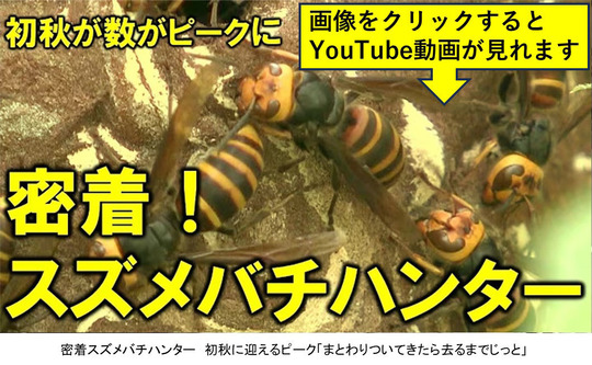密着取材 スズメバチハンター