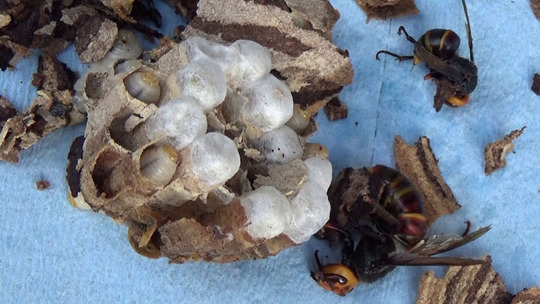 スズメバチ駆除-郡山市で駆除・撤去したスズメバチの巣