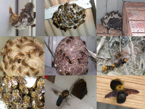福島県でハチ駆除の依頼が多いハチ ハチ駆除のルイワン