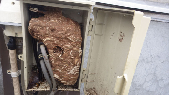 福島県川俣町でボックスの巣田を開けるとスズメバチの巣