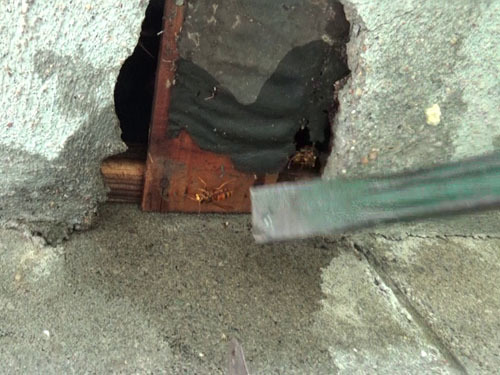 スズメバチの巣を駆除するため軒裏を壊す（郡山市）