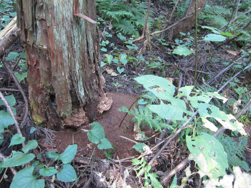 オオスズメバチの巣は樹洞に