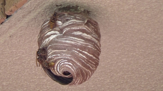 軒下のキイロスズメバチの引っ越し巣