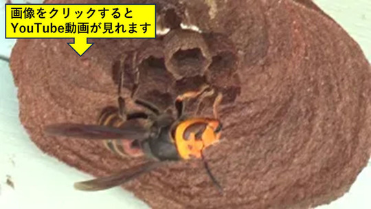 福島市で軒下にコガタスズメバチの初期巣