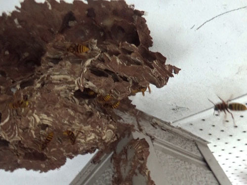 スズメバチの巣の根元に残る初期巣の痕跡（矢吹町）