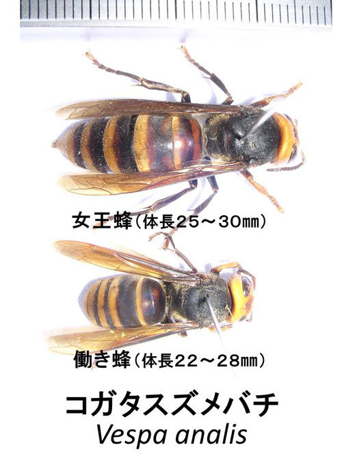 コガタスズメバチの概要 ハチ駆除のルイワン