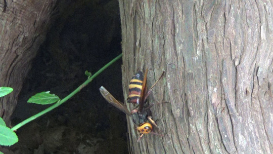 樹洞に出入りするスズメバチ