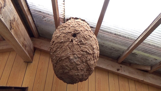 スズメバチ駆除-三春町で2階の物干し場の天井に巨大な蜂の巣