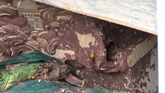 福島市でスズメバチ駆除の現場